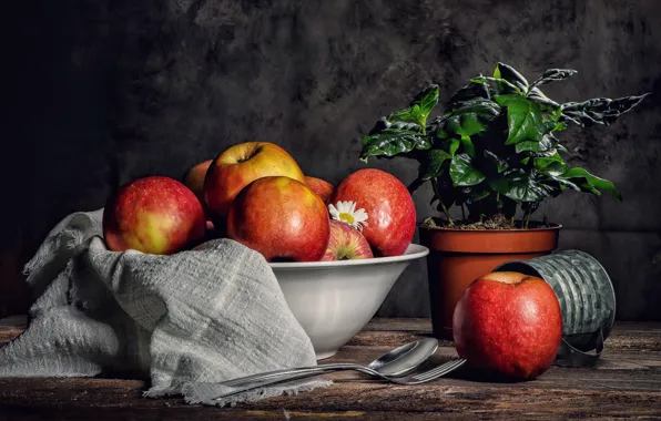 Picture apples, plant, towel, red, pot, still life