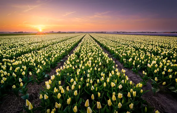 Picture field, the sky, the sun, flowers, dawn, spring, yellow, tulips, a lot, the ranks, plantation