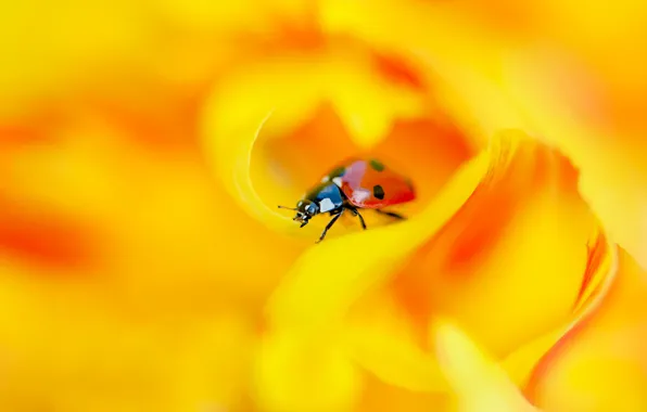 Picture flower, macro, orange, yellow, red, background, ladybug, beetle, blur, petals, insect, bug, bokeh