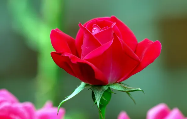 Picture rose, petals, red, scarlet, bokeh