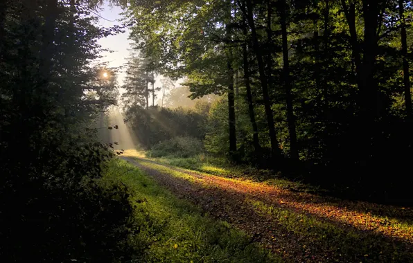 Picture road, forest, morning