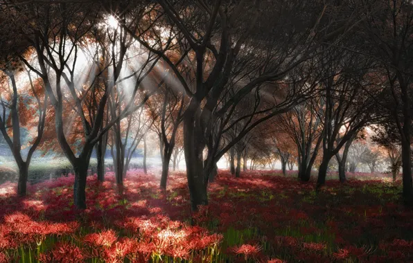 Picture autumn, rays, trees, landscape, flowers, nature, fog, Park, morning, Korea, jae youn Ryu