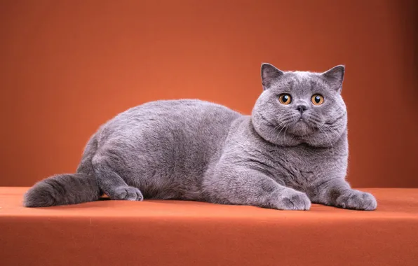Picture cat, cat, look, pose, kitty, grey, cat, muzzle, cute, lies, kitty, orange background, British, Kote, …