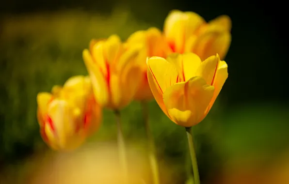Picture flowers, blur, spring, yellow, tulips, buds, bokeh