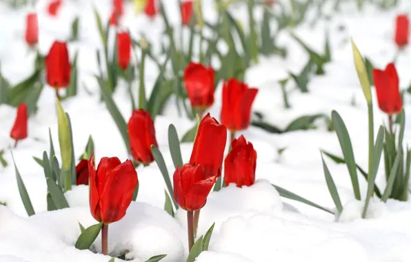 Picture snow, flowers, spring, tulips, red, flowerbed