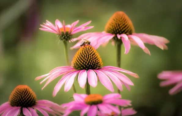 Picture macro, bee, background, petals, Echinacea