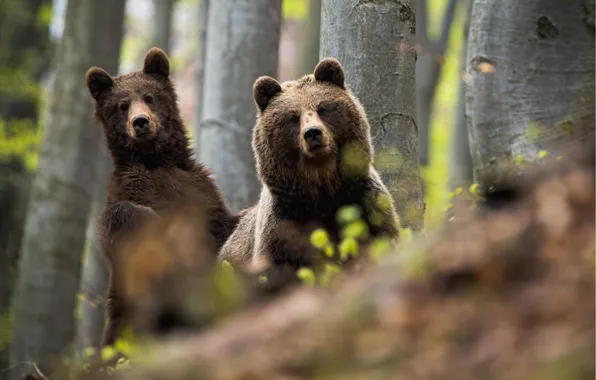 Picture forest, bear, bears, pair, bear, brown bear, bear
