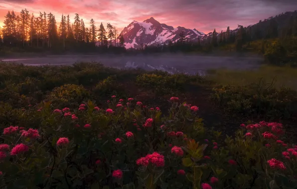 Picture forest, the sky, flowers, mountains, fog, lake, shore, the slopes, the evening, red, pond