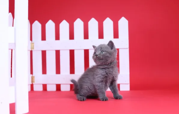 Picture the fence, baby, kitty, red background, British