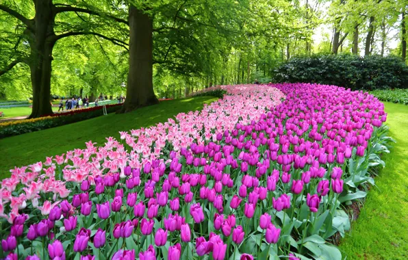 Picture flowers, Park, tulips, Netherlands, Netherlands, Keukenhof, Lisse, Lisse, Keukenhof Garden