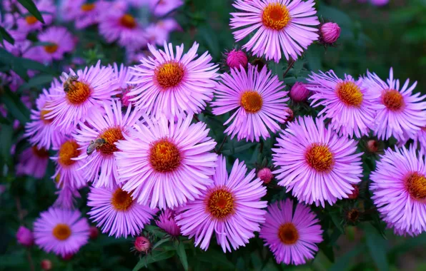 Picture flowers, Bush, pink, asters