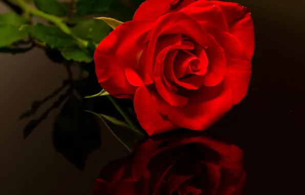 Picture macro, reflection, rose, petals, Bud, red rose