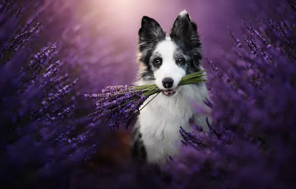 Picture nature, dog, a bunch, lavender, dog, the border collie