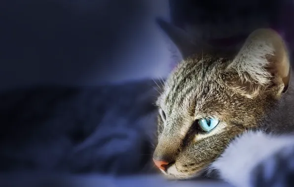 Picture cat, cat, look, face, blue, grey, background, portrait, lies, striped