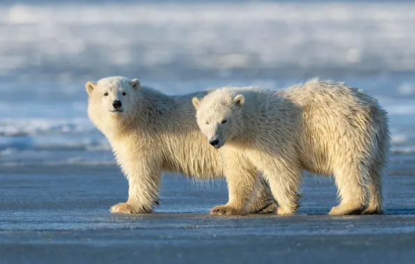 Picture winter, white, snow, nature, pose, shore, bear, bears, pair, bear, bears, polar bear, a couple, …