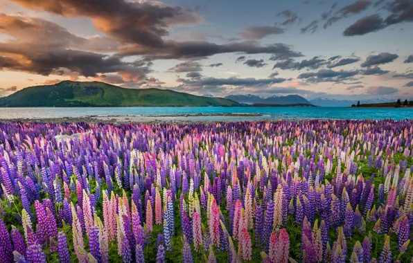 Picture field, summer, clouds, flowers, mountains, lake, hills, shore, view, dal, New Zealand, meadow, pink, pond, …