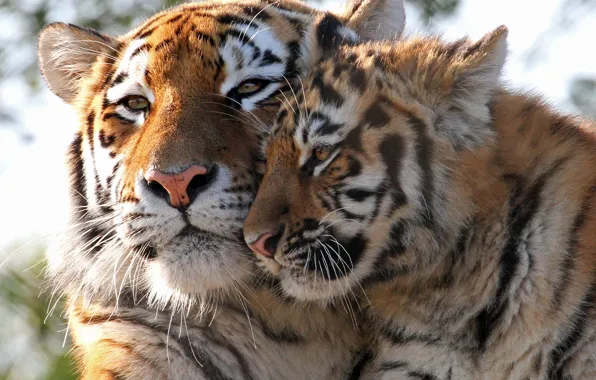 Picture cub, kitty, wild cats, tigers, tigress, tiger, motherhood