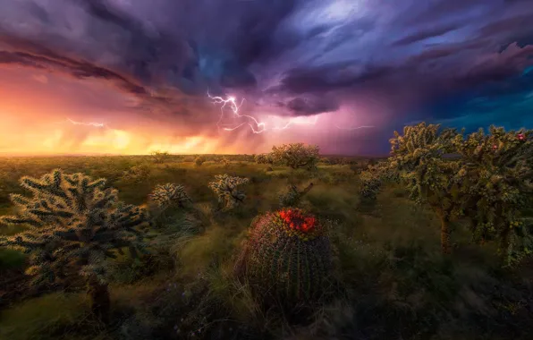 Picture the storm, desert, cacti