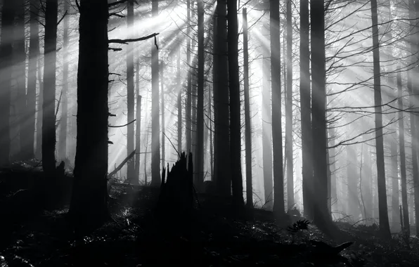Picture forest, trees, nature, black and white, monochrome, rays of light