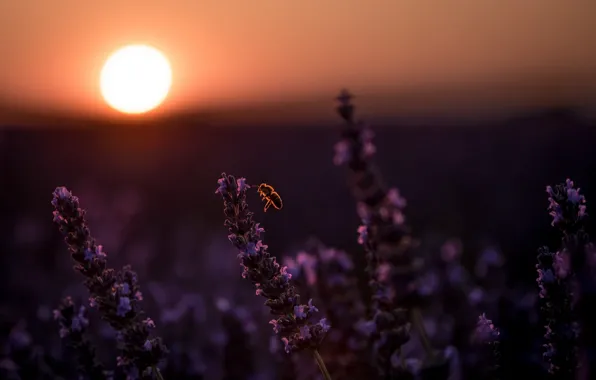 Picture sunset, bee, lavender