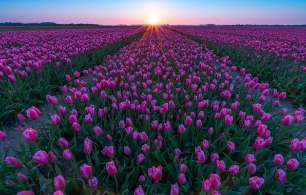 Picture field, the sky, the sun, rays, flowers, spring, morning, tulips, pink, a lot, the ranks, …