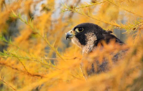 Picture autumn, look, branches, bird, portrait, Falcon, needles