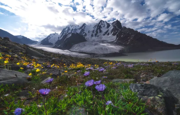Picture flowers, mountains, tops, lilac, asters