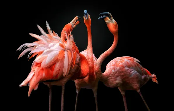 Picture birds, dance, black background, trio, Flamingo, pink flamingos, three birds, look up