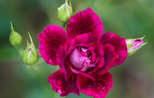Picture close-up, background, rose, petals, buds, Burgundy
