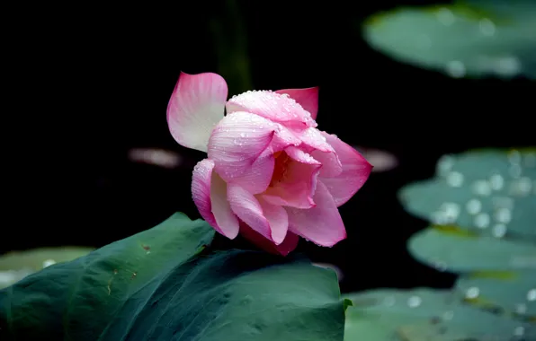 Picture leaves, water, drops, the dark background, pink, Bud, Lotus, pond