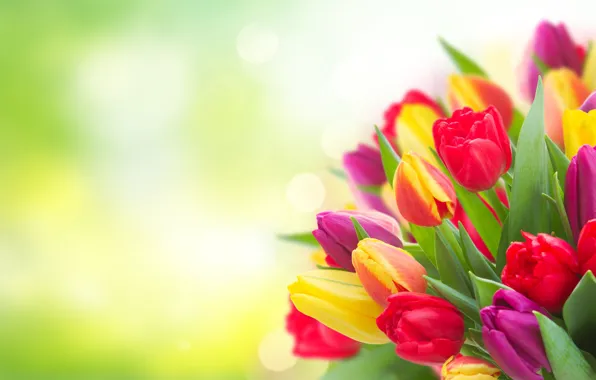 Picture flowers, background, bright, bouquet, spring, yellow, tulips, red, different, lilac, bokeh