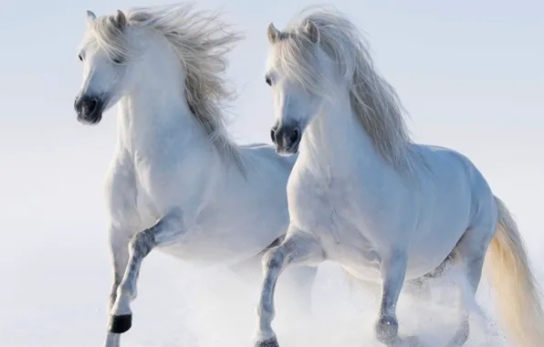 Picture horses, horse, white
