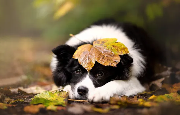 Picture sadness, autumn, look, nature, foliage, black and white, dog, lies, face, bokeh, the border collie, …