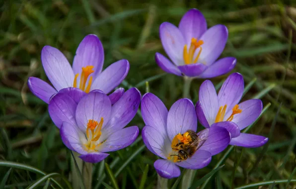Picture macro, spring, petals, Crocuses, Saffron, sang