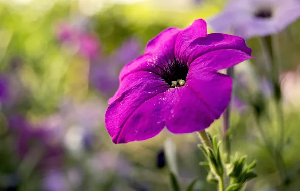 Picture flower, summer, macro, Petunia