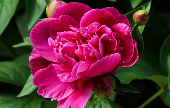 Picture Flower, Leaves, Buds, Petals, Peonies