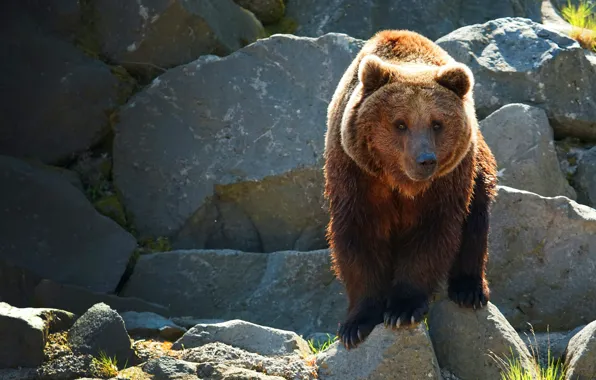 Picture look, nature, pose, stones, paws, bear, brown bear