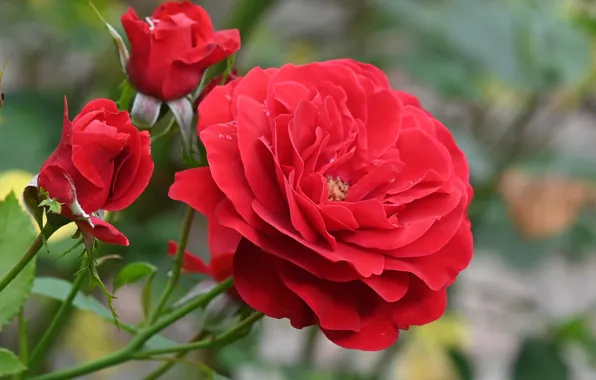 Picture red, roses, buds
