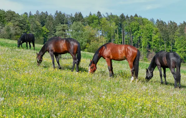 Picture greens, forest, summer, trees, flowers, nature, pose, horses, slope, horse, pasture, meadow, black, are, black, …