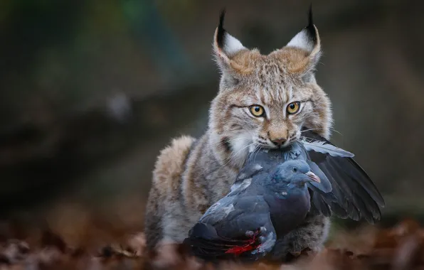 Picture look, face, leaves, nature, background, bird, the victim, dove, predator, hunting, lynx, wild cat, the …