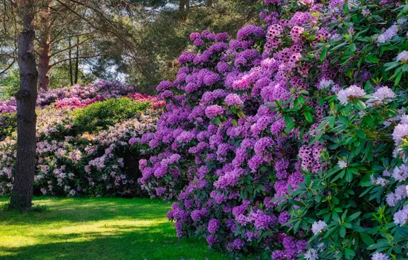 Picture summer, trees, flowers, Park, lawn, garden, pink, the bushes, Azalea, rhododendrons