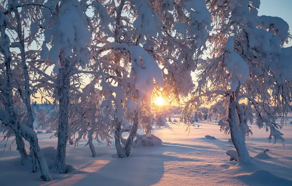 Picture winter, the sun, snow, trees, Finland, Finland, Lapland, Lapland