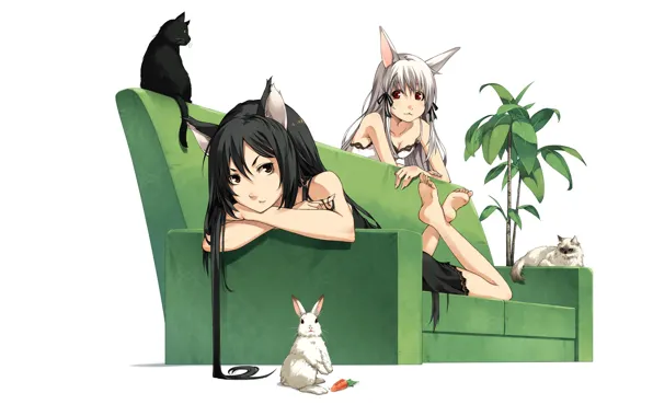 Picture carrot, tail, black hair, black cat, lying on the sofa, ficus, white rabbit, neko girl, …