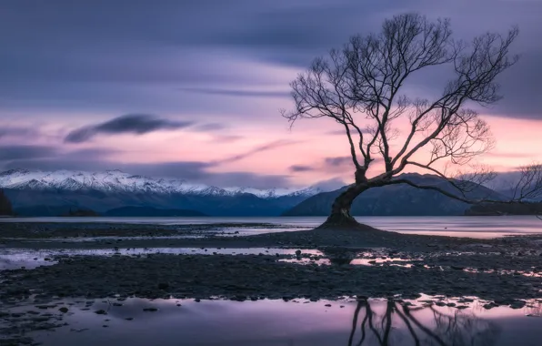 Picture clouds, sunset, mountains, lake, tree, the evening, New Zealand, twilight, pond, Wanaka