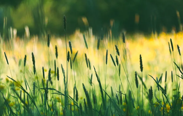 Picture field, summer, grass, blur, spikelets, meadow, cereals, bokeh