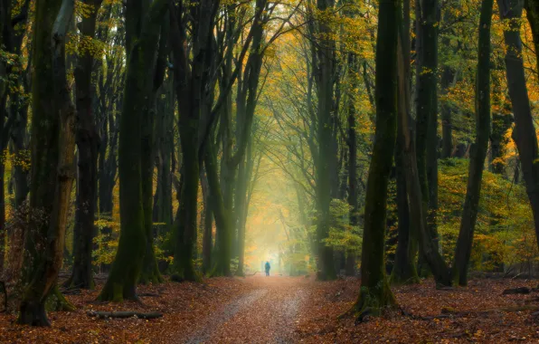Picture autumn, forest, trees, people, Netherlands, fallen leaves