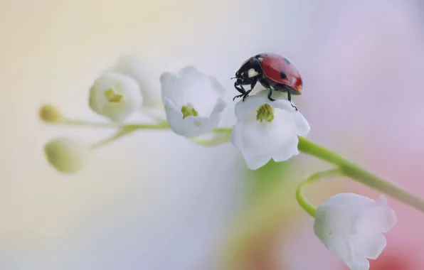 Picture flower, macro, ladybug, beetle, Lily of the valley, Rina Barbieri