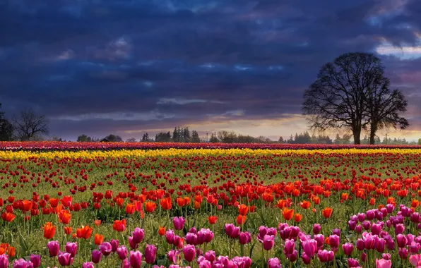 Picture field, the sky, trees, flowers, clouds, strip, glade, spring, tulips, colorful, different, the ranks, plantation, …