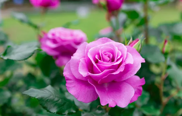 Picture flower, drops, flowers, pink, rose, roses, garden, pink, lilac, bokeh, bright