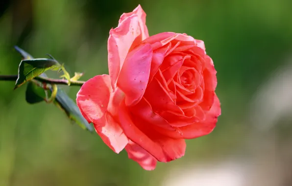 Picture background, rose, Bud, scarlet